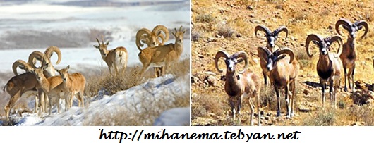 http://mihanma.persiangig.com/image/IRAN/Safahat/mogheiyat-tabeiat1.jpg